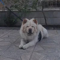 جفتگیری و کشش با ماده اصیل شما چاوچاو