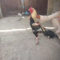 خروس|حیوانات مزرعه|چابهار, |دیوار