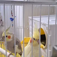 عروسی هلندی مولد