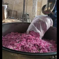 گل محمدی تازه