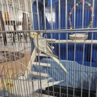 فروش عروس هلندی ماده