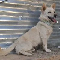 واگذاری سگ اشپیتزفقط به خانواده‌ی دلسوز