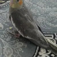 عروس هلندی ی مفت