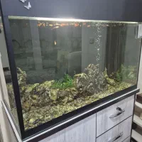 اکواریوم مفت با همه لوازم