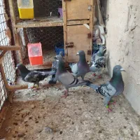 کفتر بوم و جفت گاه