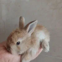 خرگوش نژاد دار