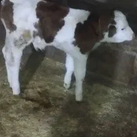 یک عددگاو سبمینتال شش دندان باگوساله قرمزنر