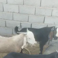 دو عدد نری|حیوانات مزرعه|ریگان, |دیوار