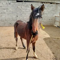 اسب 17ماهه|اسب و تجهیزات اسب‌سواری|هشتگرد, ینگی امام|دیوار