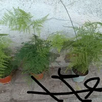 همایش ویژه گل