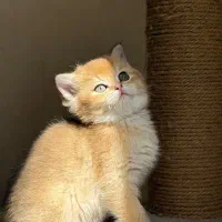 گربه های زینتی و خاص