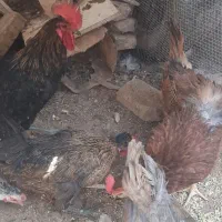 ۵عدد مرغ تخم گذار ویک عدد خروس بزرگ
