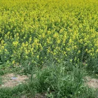 یک قطه زمین به متراژ۱۶۰۰متر فروش میزسر