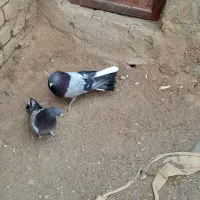 یه بوم کبوتر پور|پرنده|بن, |دیوار