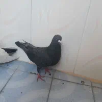 کفتر|پرنده|شیراز, شهرک مهدی‌آباد|دیوار