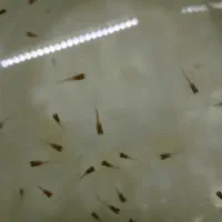 بچه ماهی گوپی بفروش میرسد