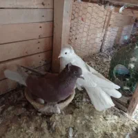 کبوتر سینه ای رواعب پلاکی دم سفید|پرنده|قم, سرحوض|دیوار