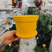 گلدان پاچیرا پلاستیک ژله ای پتوس سانسوریا خاک ورمی|گل و گیاه طبیعی|قم, ولیعصر|دیوار