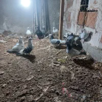 کبوتر هوایی|پرنده|ساری, |دیوار