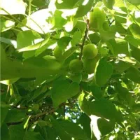 باغ-انار-در-ساوه