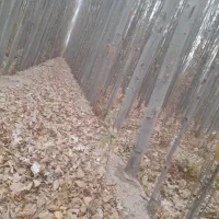 جشنواره خرید نهال کبوده نهالی کم آب ،(صنوبر )|خدمات باغبانی و درختکاری|اسدآباد, |دیوار