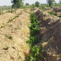نیم هکتارباغ انگورفاصله بامنطقه مسکونی 1000متر|فروش دفتر صنعتی، کشاورزی، تجاری|تاکستان, |دیوار