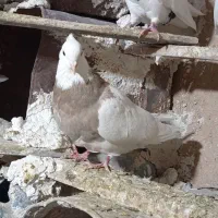 کبوتر طوق|پرنده|سیسخت, |دیوار