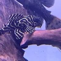 پلکو ال ۲۳۶ و ال ۳۹۷