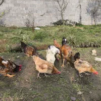 مرغ و خروس محلی