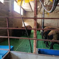 بره نره فروشی توضیحات ببین|حیوانات مزرعه|هشتگرد, هشتگرد قدیم|دیوار