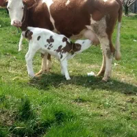 گاو سمینتال شیری شکم اول با گوساله سمینتال