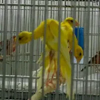 قناری جیبوس جیور سرخ پرسپولیس|پرنده|قم, لسانی|دیوار