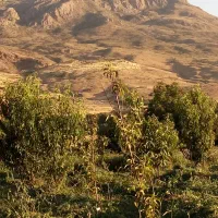 فروش باغ گردو|فروش خانه و ویلا|الشتر, |دیوار