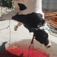 (قصاب سلاخ سیاردرمحل)گاو گوسفند گوساله درکل تهران