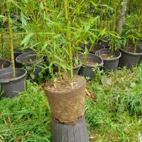 نهال بامبو ریشه پرس و قالبی