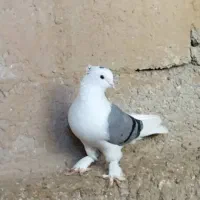 کبوتر دو کت سوز