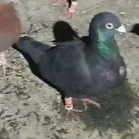 کبوترزاغ باخ خورده