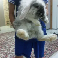 دو عدد خرگوش لوپ ۱۰۰ درصد|موش و خرگوش|کرمان, |دیوار