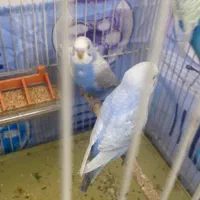 مرغ عشق جوان