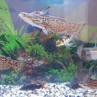 ماهی آکواریومی|ماهی|قیامدشت - خاورشهر, |دیوار