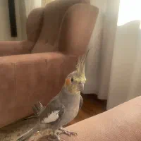 عروس هلندی نر|پرنده|اصفهان, جلالیه|دیوار