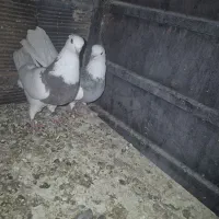 کبوتر طوقی|پرنده|محمدشهر, شهرک چمران|دیوار