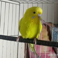 مرغ عشق ماه