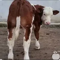 فروش انواع گوساله هایه پرواری و داشتی|حیوانات مزرعه|بندر ترکمن, |دیوار