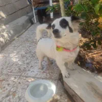 سگ پا کوتاه|سگ|مسجد سلیمان, |دیوار