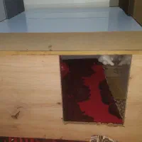 سگ خونگی پامر روباهی|سگ|سنندج, |دیوار