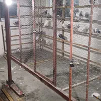 کبوتر بلند پرواز