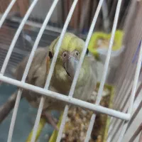 عروس هلندی رنگ کاهویی
