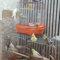 فروش عروس هلندی|پرنده|ری, جوانمرد قصاب|دیوار