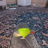 طوطی گرینچیک|پرنده|میناب, |دیوار